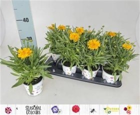 Daugiametė gėlė, gludas mentūrinis, vazonėlio skersmuo 12 cm.