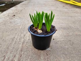 Daugiametė gėlė, žydrė, vazonėlio skersmuo 9 cm.