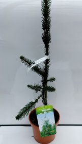 Spygliuotis, eglė paprastoji "Virgata", vazono talpa 3 l.