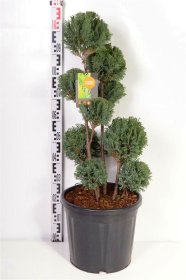 Spygliuotis, puskiparisis lausono "Ellwoodii", aukštis 60-80 cm., vazonas 20 l.