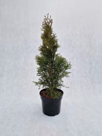 Spygliuotis, tuja vakarinė "Smaragd", vazonas 3 l.