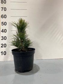 Spygliuotis, pušis kedrinė, vazonėlio skersmuo 23 cm.