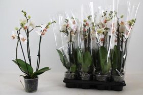 Kambarinis augalas, orchidėja "Red Lips", 3 šakos, vazonėlio skersmuo 9 cm.