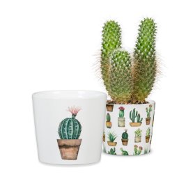 Kambarinis keraminis vazonas SCHEURICH CACTI (870/11), baltos sp., skersmuo 11 cm.