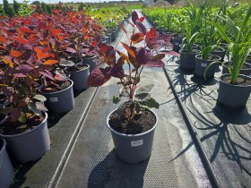 Dekoratyvinis krūmas, pūkenis, vazonėlio skersmuo 19 cm.