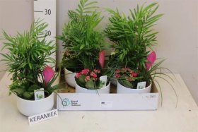 Kambarinis augalas, tilandsijų kompozicija, keraminiame vazonėlyje, vazonėlio skersmuo 16 cm.