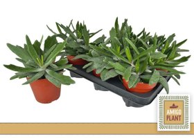 Kambarinis augalas, sukulentas "Rudolp Andler", vazonėlio skersmuo 12 cm.