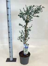 Kambarinis augalas, eukaliptas "Gunnii", vazonėlio skersmuo 23 cm.