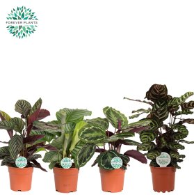 Kambarinis augalas, kalatėja, įvairios, vazonėlio skersmuo 17 cm.