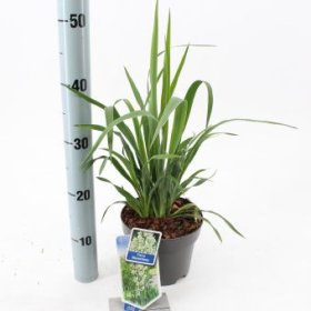 Žolinis augalas, pluoštinė juka, vazonėlio skersmuo 17 cm.