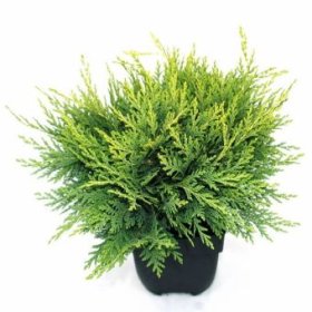 Spygliuotis, lausono puskiparisis "Sunkist", vazonėlio skersmuo 17 cm.