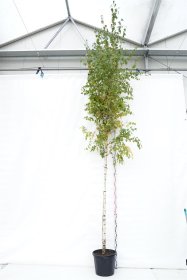 Dekoratyvinis medis, beržas karpuotasis, aukštis 225 cm., vazonas 30 l.