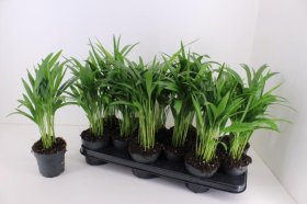 Kambarinis augalas, dipsis "Lutescens", vazonėlio skersmuo 11 cm.