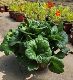 Daugiametė gėlė, žiognagė, vazonėlio skersmuo 19 cm.