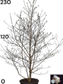 Dekoratyvinis medis, magnolija "Stelata", vazonėlio skersmuo 43 cm.