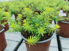 Vienmetė gėlė, šilokas, vazonėlio skersmuo 12 cm.