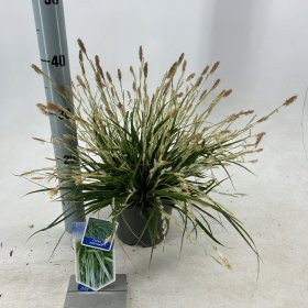 Žolinis augalas, viksva "Morrowii", vazonėlio skersmuo 17 cm.