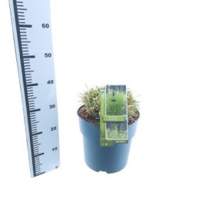 Žolinis augalas, kupstinė šluotsmilgė "Tradiflora", vazonėlio skersmuo 29 cm.