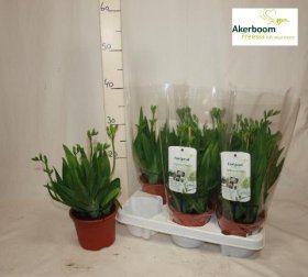 Kambarinis augalas, frezija, vazonėlio skersmuo 13 cm.