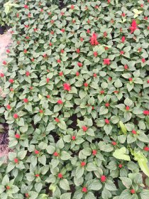 Vienmetė gėlė, šalavijas raudonžiedis, vazonėlio skersmuo 10 cm.