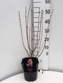 Dekoratyvinis krūmas, alyva "Red Pixie", vazonėlio skersmuo 21 cm.