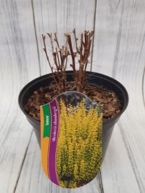 Dekoratyvinis krūmas, raugerškis tunbergo "Sunbeam", vazonas 2 l.