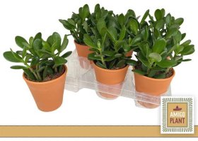 Kambarinis augalas, storalapis "Ovata", vazonėlio skersmuo 11 cm.