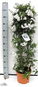 Dekoratyvinis krūmas, jazminas, vazonėlio skersmuo 26 cm.