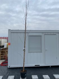 Dekoratyvinis medis, klevas "Crimson King", vazonėlio skersmuo 37 cm.