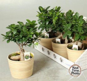 Kambarinis augalas, fikusas "Ginseng Bonsai", vazonėlio skersmuo 16 cm.