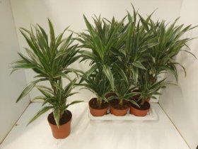Kambarinis augalas, dracena "De Warneckei", vazonėlio skersmuo 17 cm.
