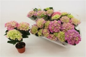 Dekoratyvinis krūmas, hortenzija "Serena", vazonėlio skersmuo 10 cm.