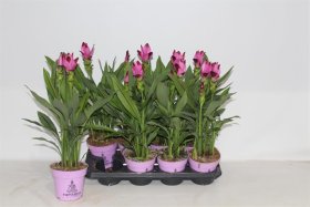 Kambarinis augalas, ciberžolė, vazonėlio skersmuo 14 cm.