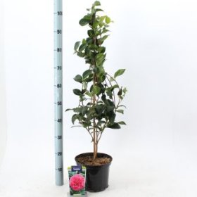 Kambarinis augalas, kamelija "Debbie", vazonėlio skersmuo 23 cm.