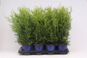 Spygliuotis, tuja vakarinė "Brabant", aukštis 50 cm.,  vazonėlio skersmuo 13 cm.