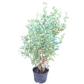 Vaiskrūmis, šilauogė, įvairios veislės, vazonas 15 l.