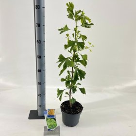 Dekoratyvinis medis, ginkmedis dviskiautis, vazonėlio skersmuo 17 cm.