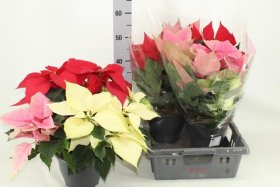 Kambarinis augalas, puansetija, įvairios, vazonėlio skersmuo 21 cm.