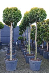 Spygliuotis, tuja vakarinė "Yellow Ribbon", ant stiebo, aukštis 150 cm., vazonas 70 l.