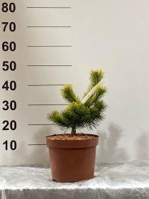 Spygliuotis, pušis "Horstyn Gold", vazonėlio skersmuo 23 cm.
