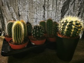 Kambarinis augalas, kaktusas keraminiame vazonėlyje, vazonėlio skersmuo 12 cm.