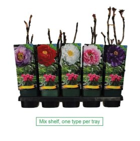 Daugiametė gėlė, krūminis bijūnas, medėjantis, įvairūs, vazonėlio skersmuo 17 cm.