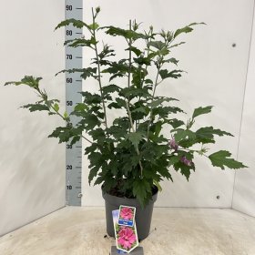 Daugiametė gėlė, kinrožė "Tower Ruby", vazonėlio skersmuo 23 cm.