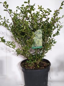 Dekoratyvinis krūmas, bugienis rinčiuotasis "Stock", vazonas 3 l.