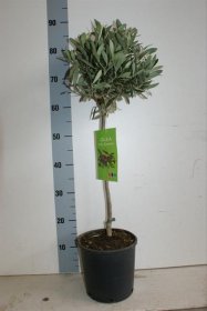 Dekoratyvinis krūmas, alyvmedis europinis, vazonėlio skersmuo 21 cm.
