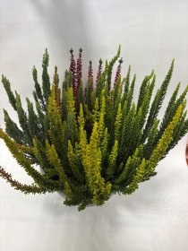 Vienmetis augalas, viržis "Skyline", įvairių sp., vazonėlio skersmuo 23 cm.