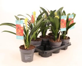 Kambarinis augalas, klivija, vazonėlio skersmuo 13 cm.