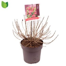 Dekoratyvinis krūmas, veigelė "Cherry Love", vazonėlio skersmuo 29 cm.