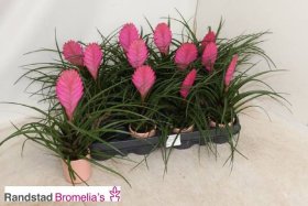 Kambarinis augalas, tilandsija "Cyanea", vazonėlio skersmuo 7 cm.