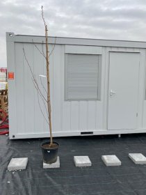 Dekoratyvinis medis, sakura "Royal Burgundy", vazonėlio skersmuo 36 cm.